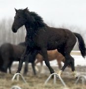 Banff 2017 Pouliche Oldenburg noire par Benetton Dream FRH - Banff 2019