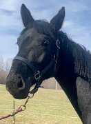 Banff 2017 Pouliche Oldenburg noire par Benetton Dream FRH - Banff 2019