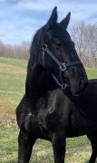 Banff 2017 Pouliche Oldenburg noire par Benetton Dream FRH - Banff 2019