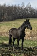 Banff 2017 Pouliche Oldenburg noire par Benetton...