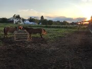 Recherche fermette 4chevaux