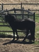 Poulain canadien 2 ans