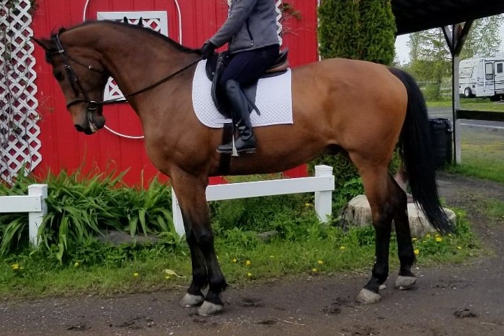 Cheval Oldenburg ayant déjà fait du Prix St-Georges