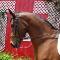 Cheval Oldenburg ayant déjà fait du Prix...