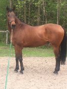 Cheval Oldenburg ayant déjà fait du Prix St-Georges