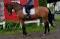 Cheval Oldenburg ayant déjà fait du Prix...