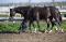 travail auprès des  chevaux