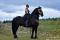 Étalon Frison friesian stallion
