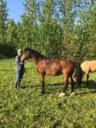 Deux Chevaux Curly - Jument & Hongre (Gelding) - Zorros Rock