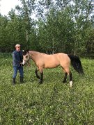 Deux Chevaux Curly - Jument & Hongre (Gelding)