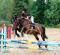 1/2 pension WB concours complet écurie...