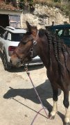 Poney de sport