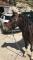 Poney de sport