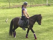 Poney de sport