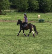 Poney de sport