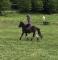 Poney de sport