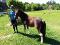 Poney de sport