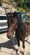 Poney de sport