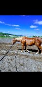 QH enr à vendre
