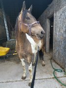 Belle jument 5 ans qui a besoin de temps!