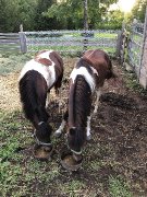 Deux Superbe poney a vendre