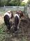 Deux Superbe poney a vendre
