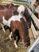 Deux Superbe poney a vendre