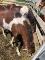 Deux Superbe poney a vendre