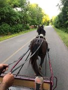 Deux Superbe poney a vendre