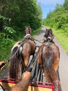 Deux Superbe poney a vendre
