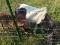 Chevaux miniatures a vendre
