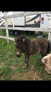 Chevaux miniatures a vendre