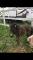 Chevaux miniatures a vendre