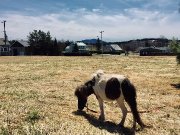 Chevaux miniatures a vendre