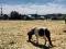 Chevaux miniatures a vendre