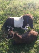 Chevaux miniatures a vendre
