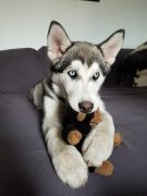 Husky de 8 mois