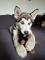 Husky de 8 mois