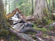 Husky de 8 mois