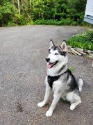 Husky de 8 mois