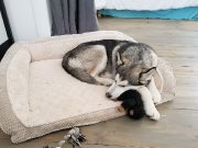 Husky de 8 mois