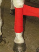 Cours de théorie galops / hippologie / futurs propriétaires
