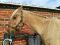 Cours de théorie galops / hippologie / futurs...