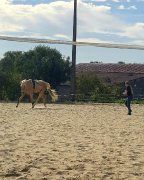 Cours de théorie galops / hippologie / futurs propriétaires