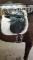 POUR VENTE RAPIDE / Selle de dressage