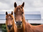 Ferme équestre à louer près de chez vous!