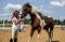 Superbe poney paint welsh
