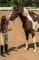 Superbe poney paint welsh