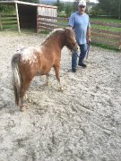 Grand mini cheval