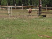 Poney mâle couleur beige